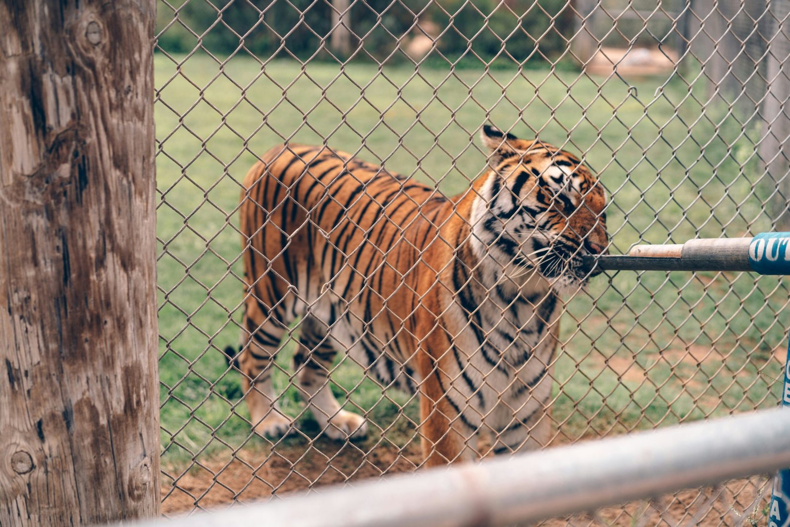 tiger on brown field during daytime